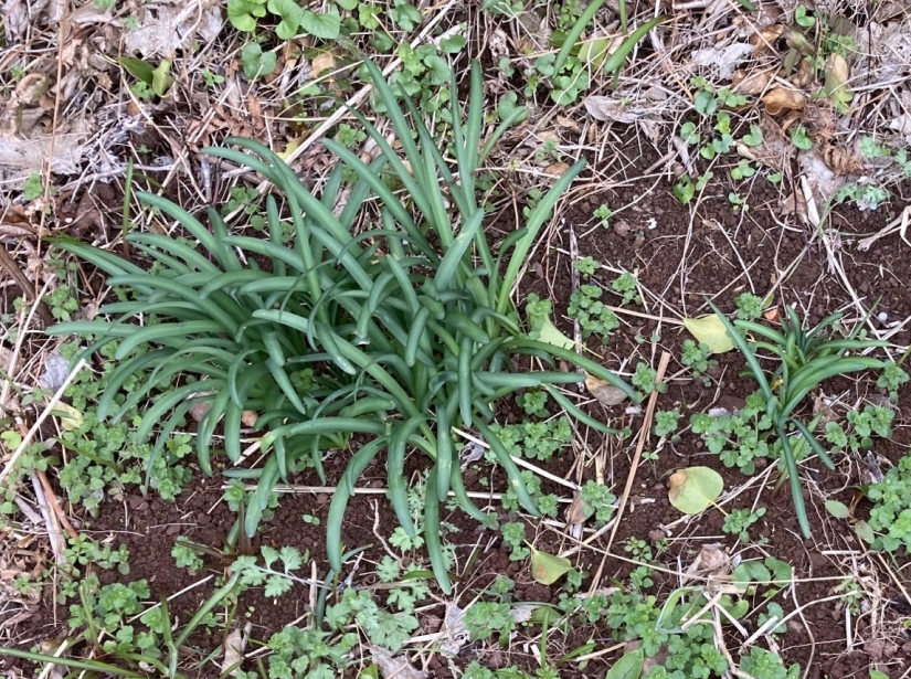 移植されたムジナノカミソリ写真