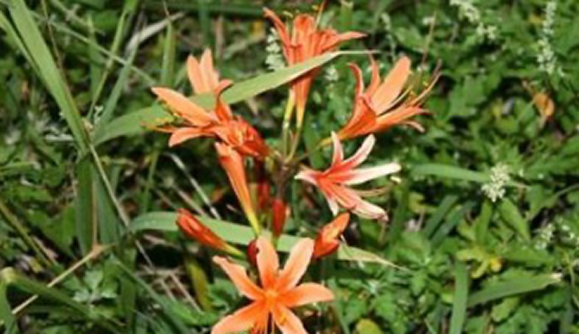 ムジナノカミソリ