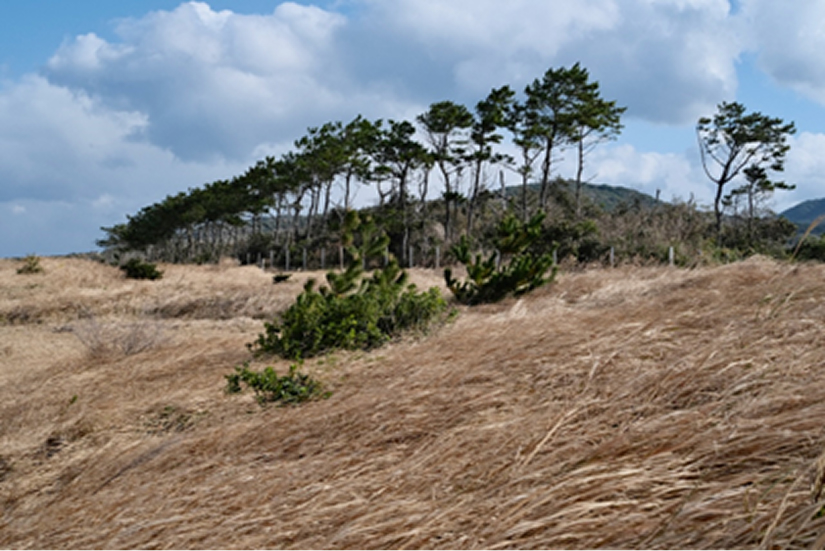 防風林写真
